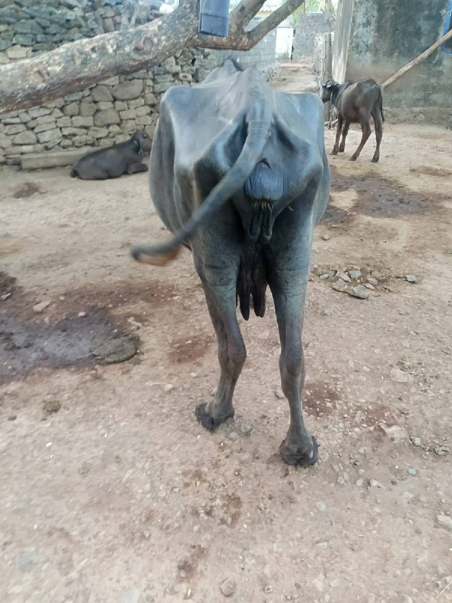 આ ભેંસ વેચવાની છે