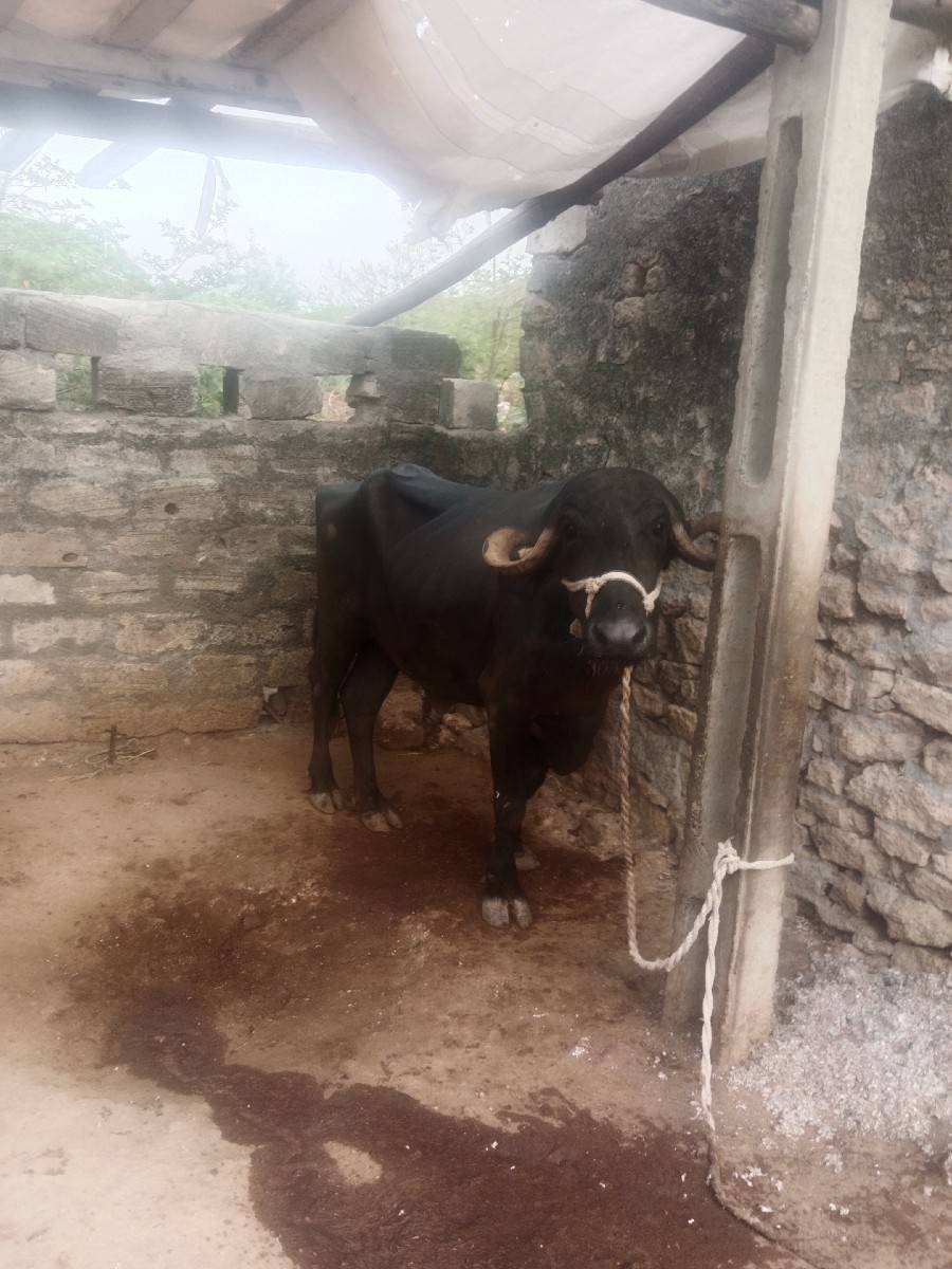 ઓરીજનલ દેશી ખડાયેલી છે વેચવાની