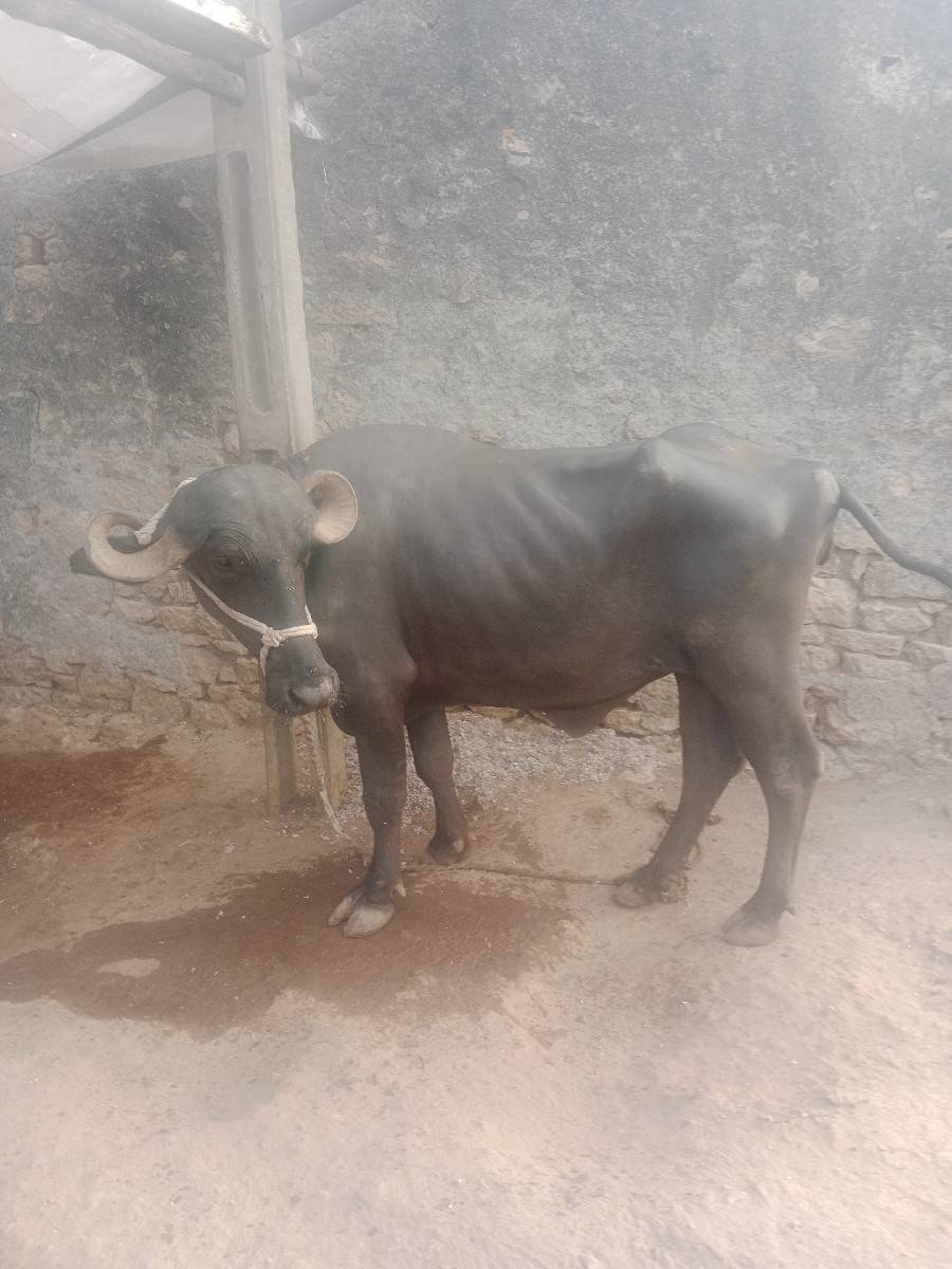 ઓરીજનલ દેશી ખડાયેલી છે વેચવાની