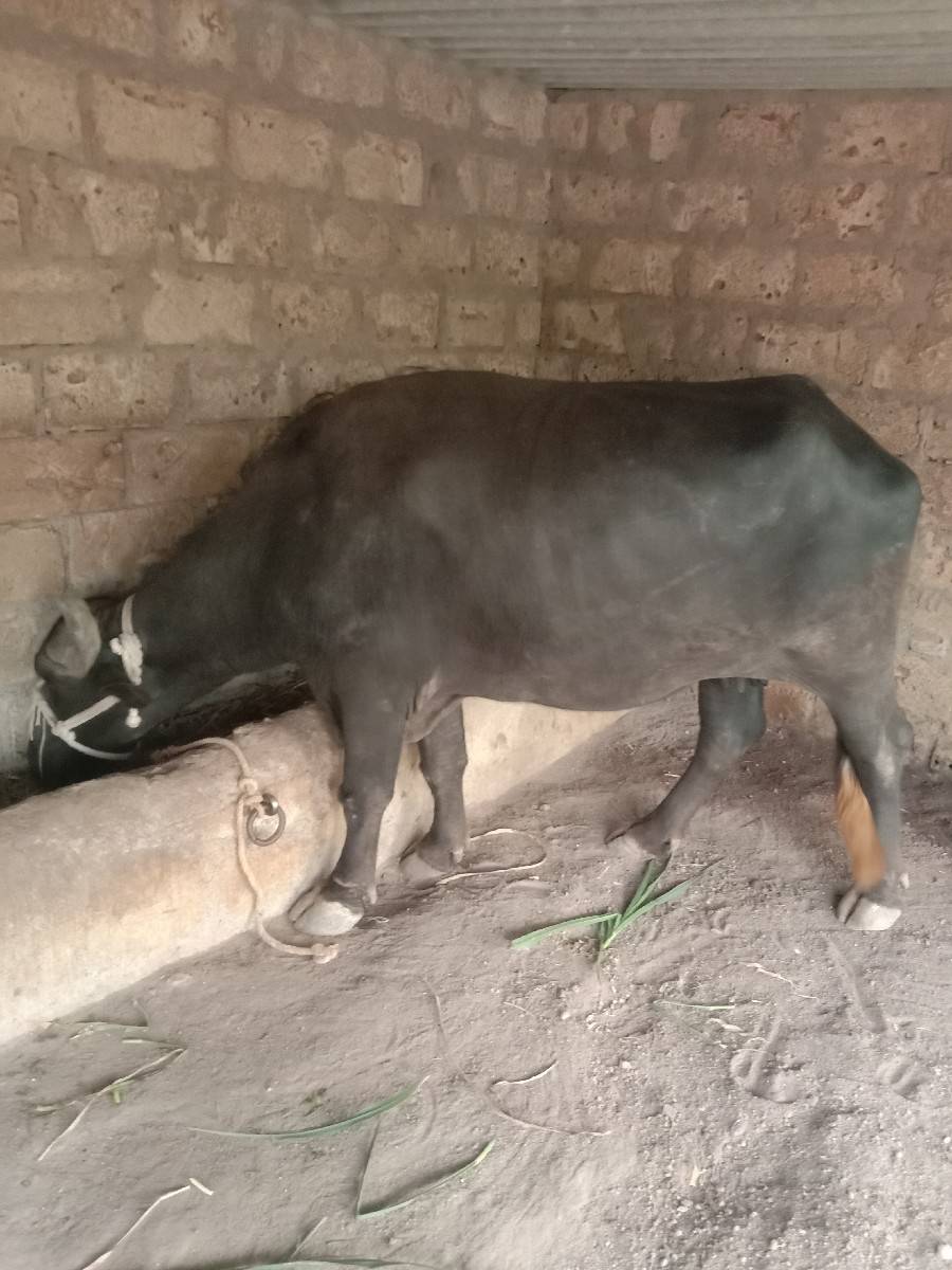 bhes vechavani chhe