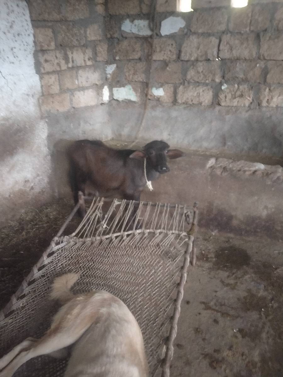 ભેંશ વેશવાનીછે