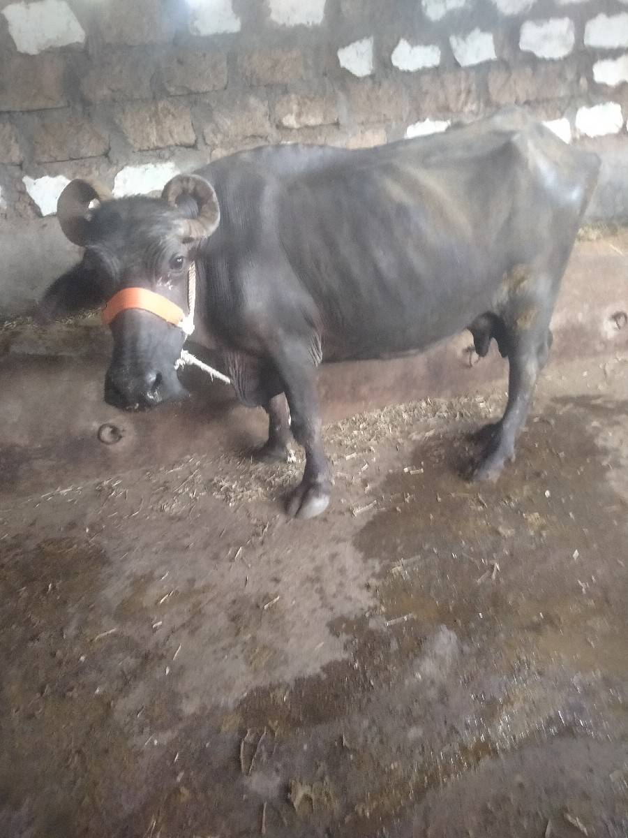 ભેંશ વેશવાનીછે