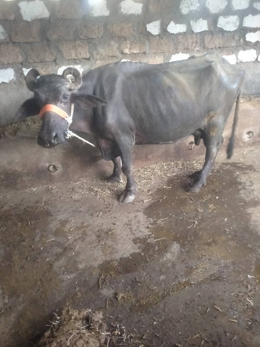 ભેંશ વેશવાનીછે