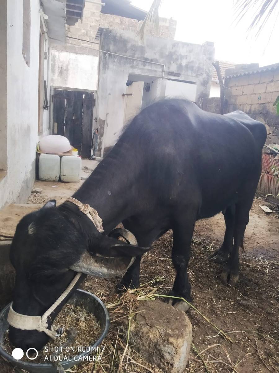 આ ભેસ વેચવાની છે.