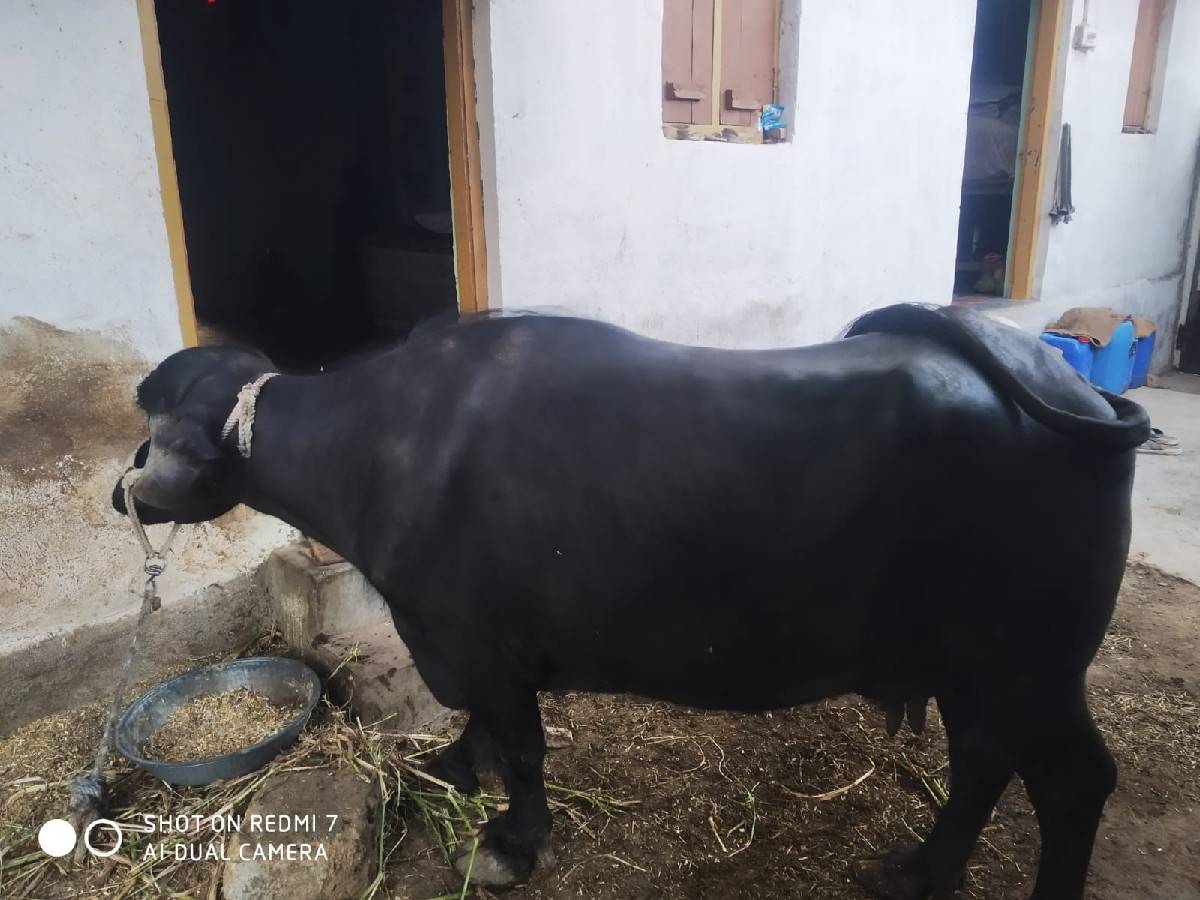 આ ભેસ વેચવાની છે.