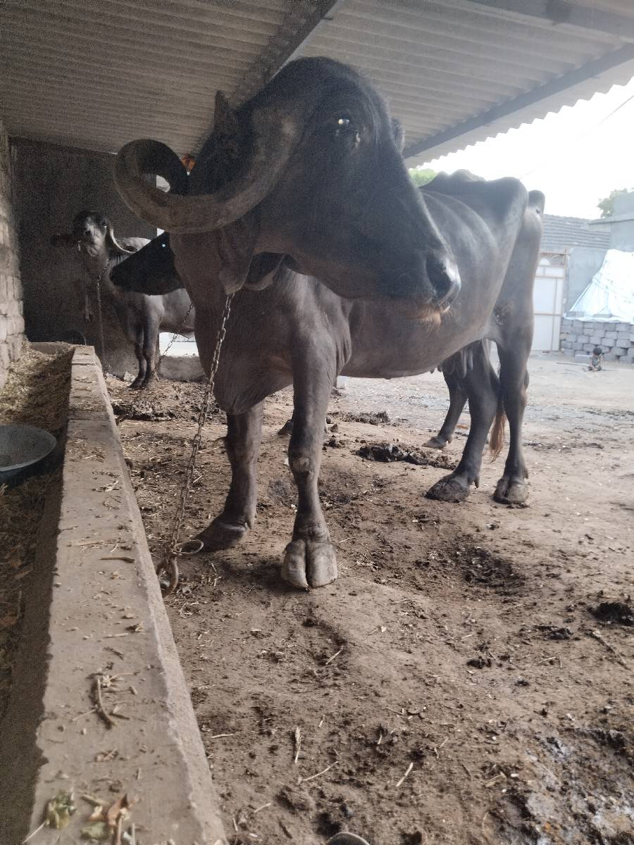 4વેતર