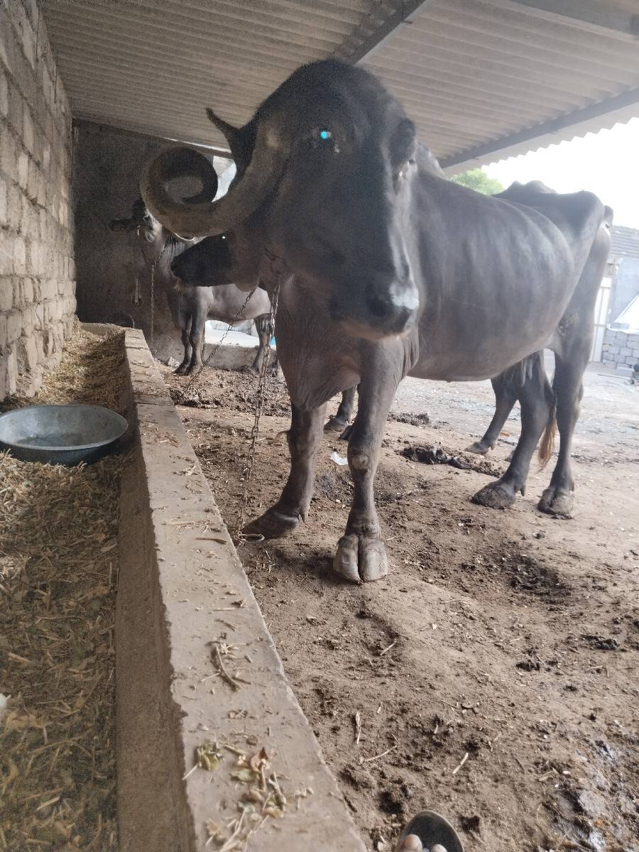 4વેતર