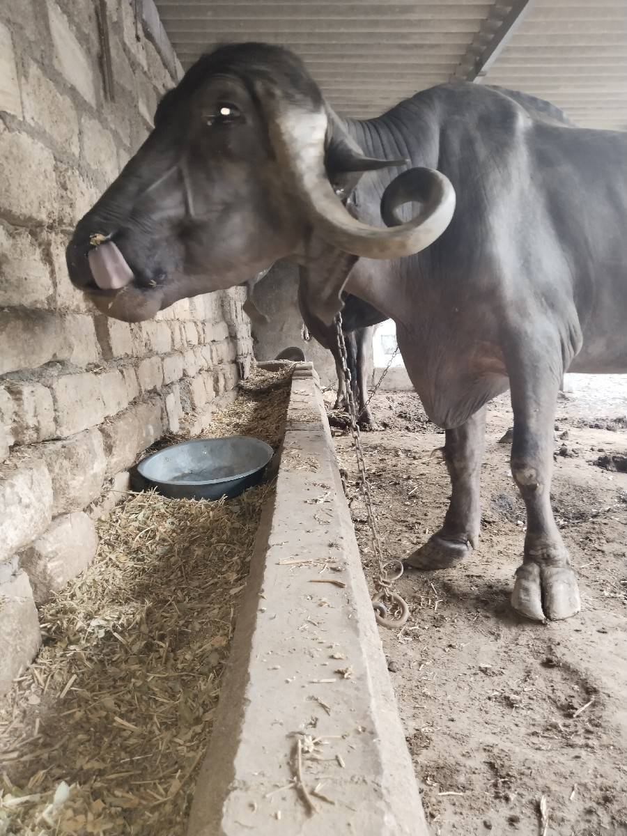 4વેતર