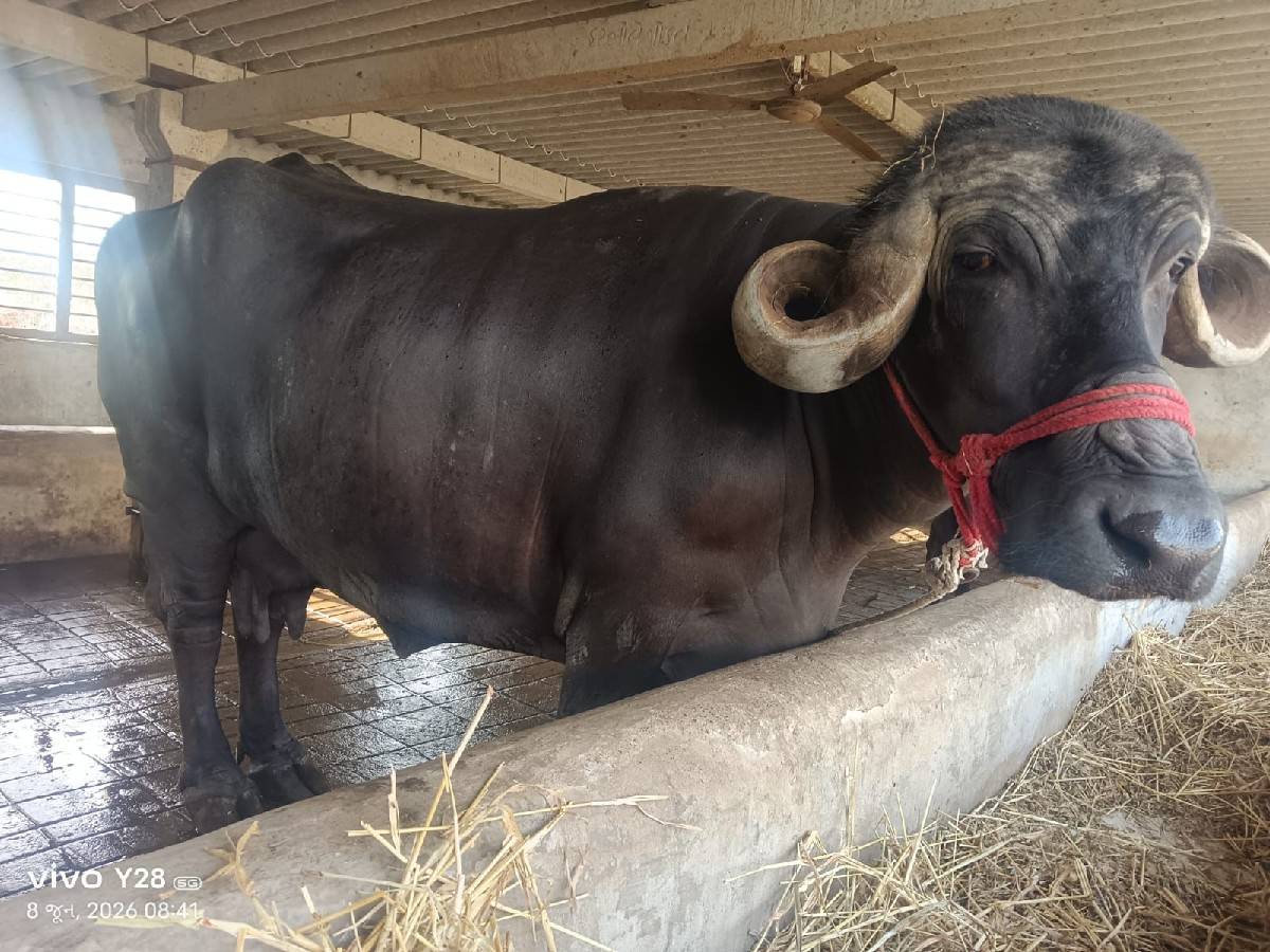 વેચવાની છે