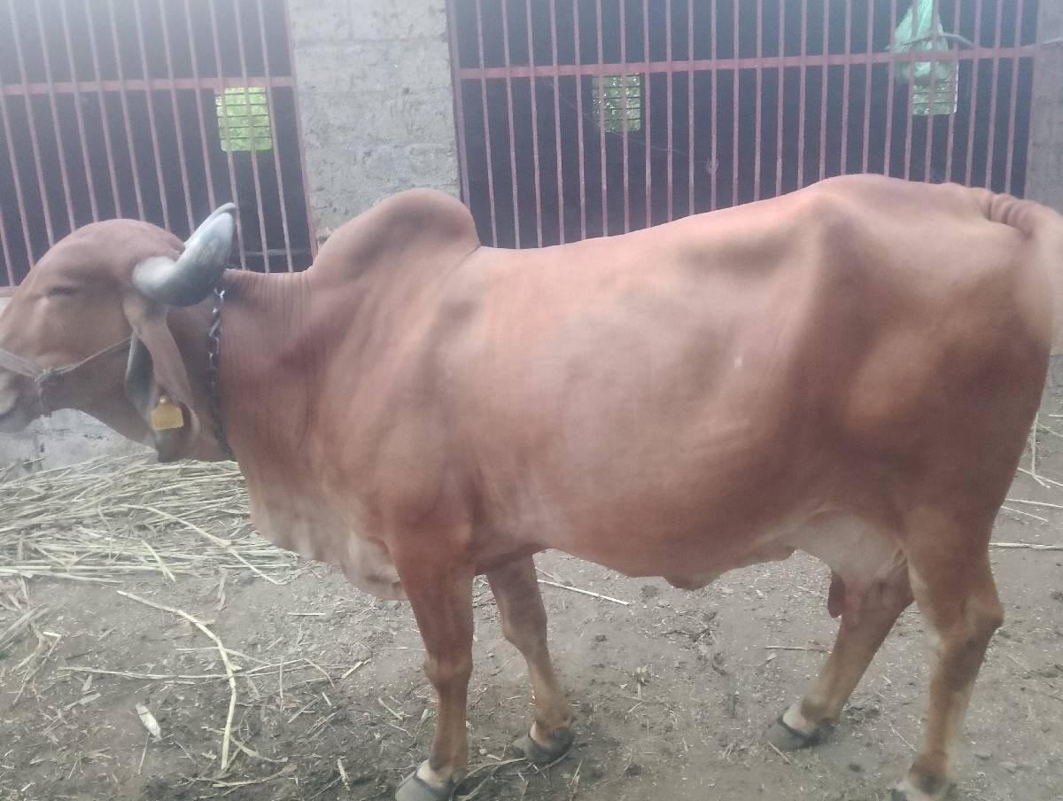 ગાય