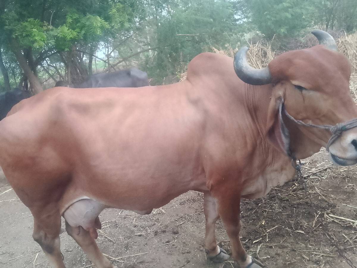 ગાય