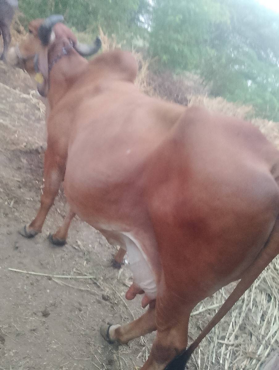ગાય