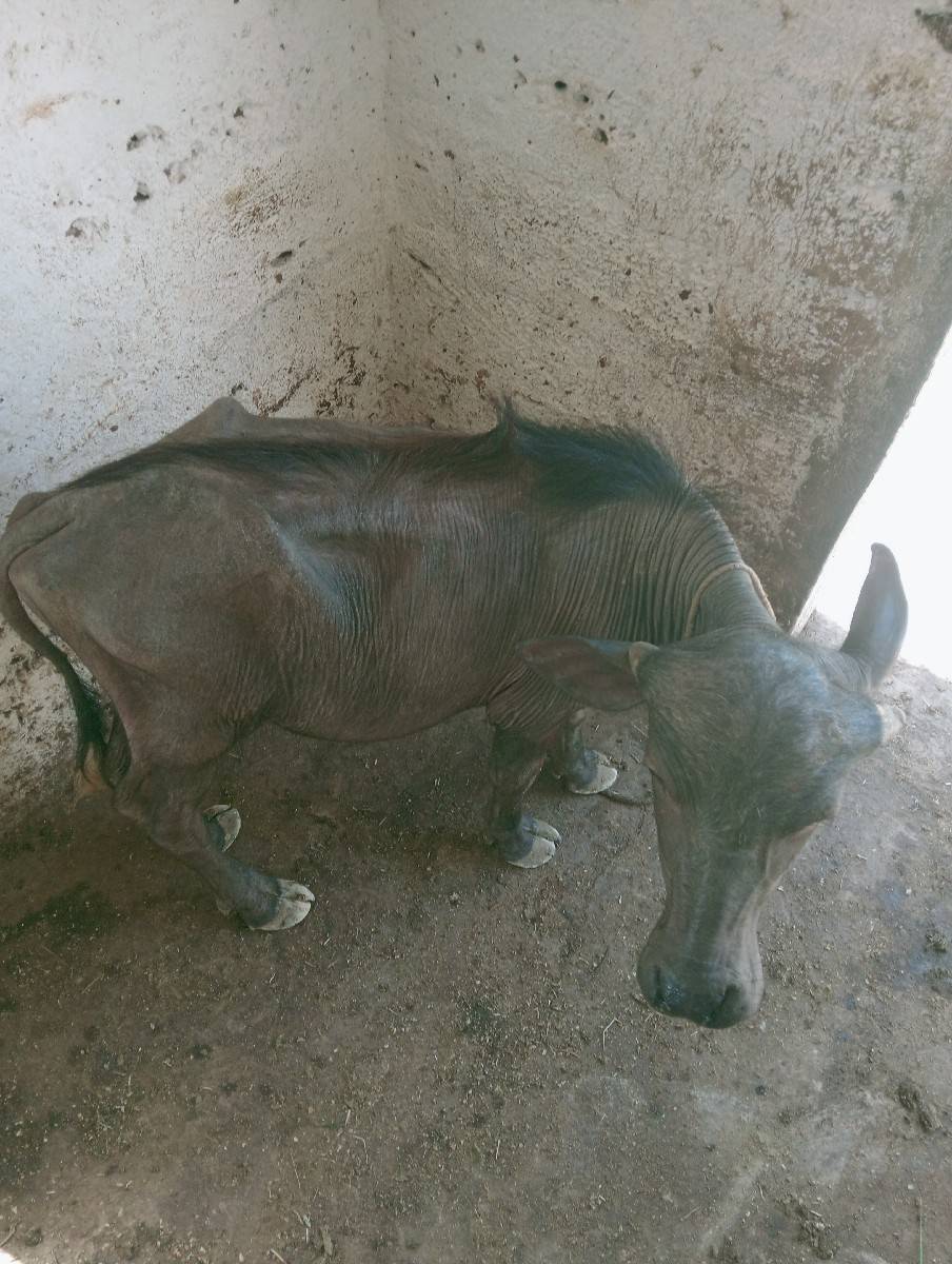 ભેંશ વેશવાની છે