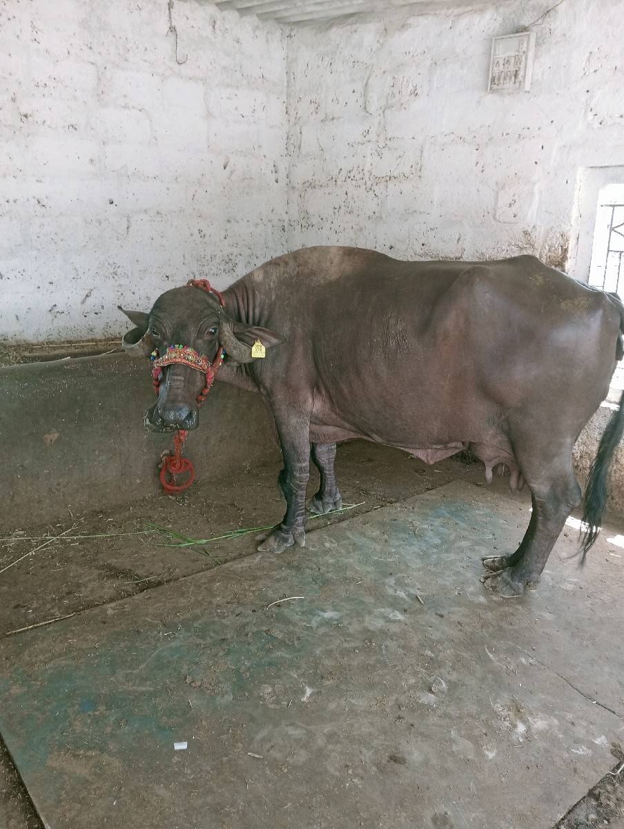 ભેંશ વેશવાની છે