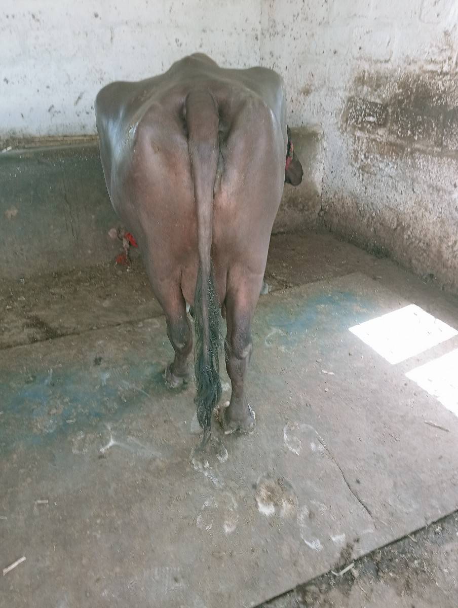 ભેંશ વેશવાની છે