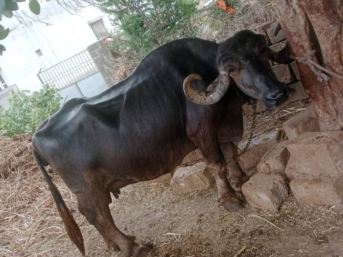 ભેસવેસવાનીછે