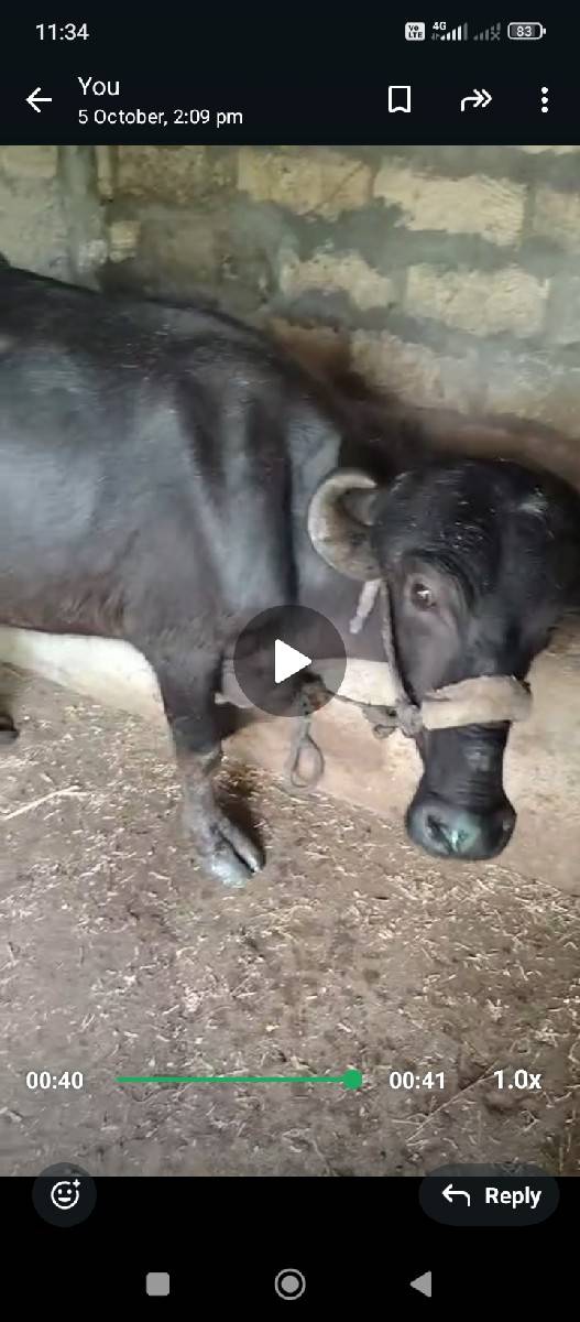 બે ખડેલા વેચવા ના છે