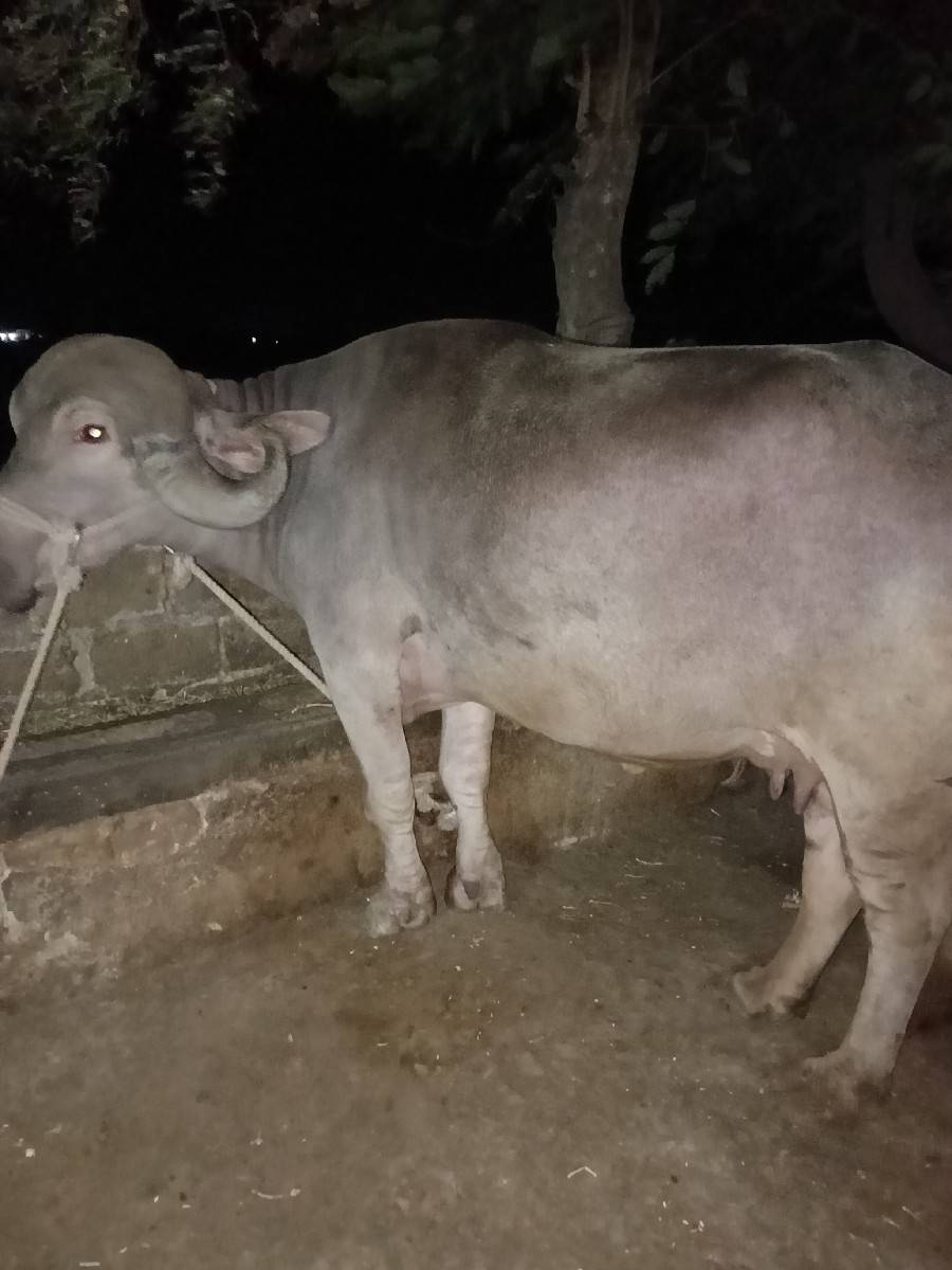 2 ભેંસ વેચવાની છે