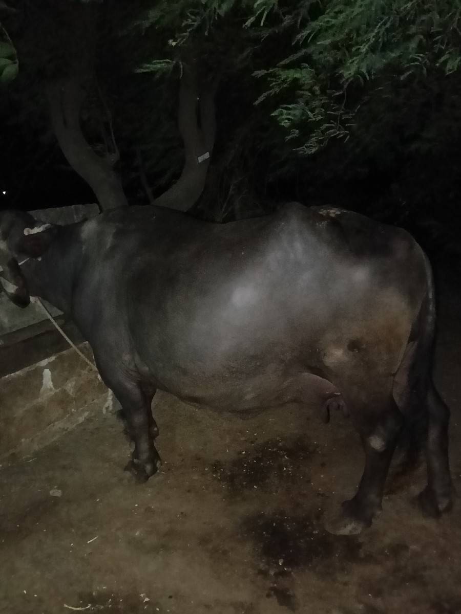 2 ભેંસ વેચવાની છે