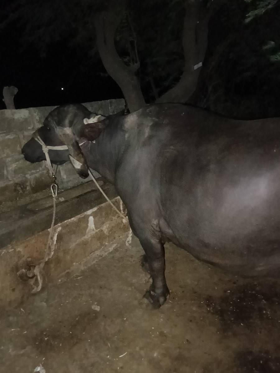 2 ભેંસ વેચવાની છે