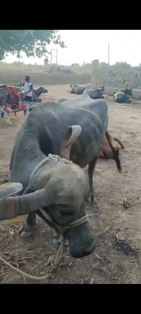 ભેંસ વેચવાની છે