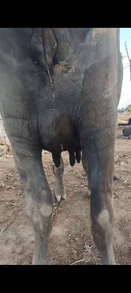 ભેંસ વેચવાની છે