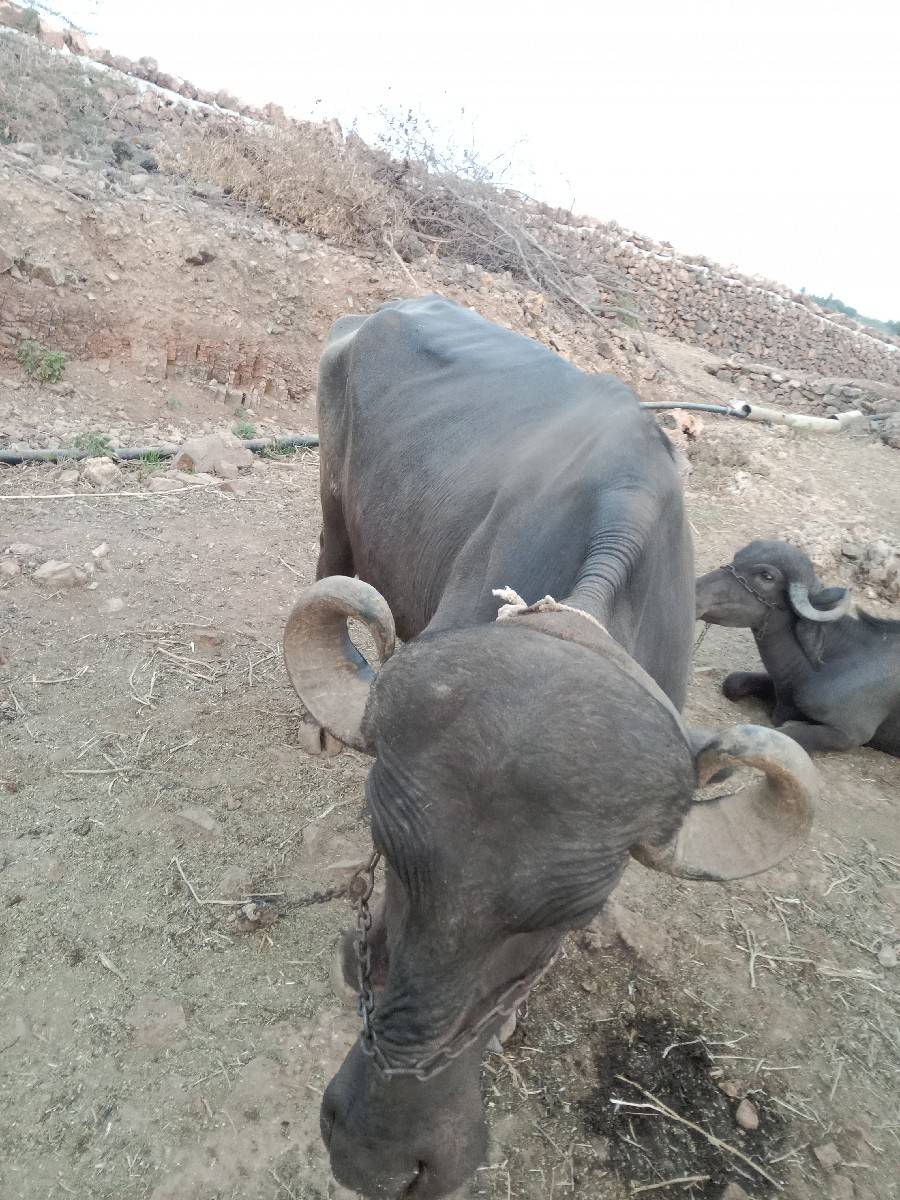 ખડેલુ