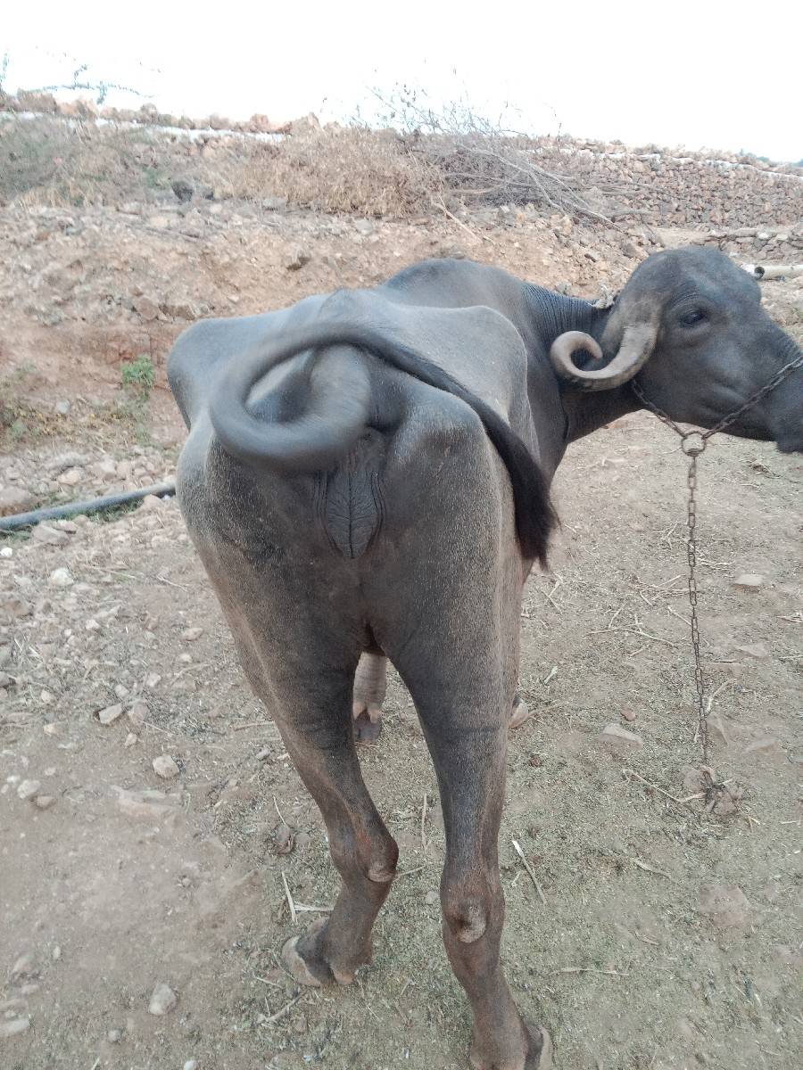 ખડેલુ