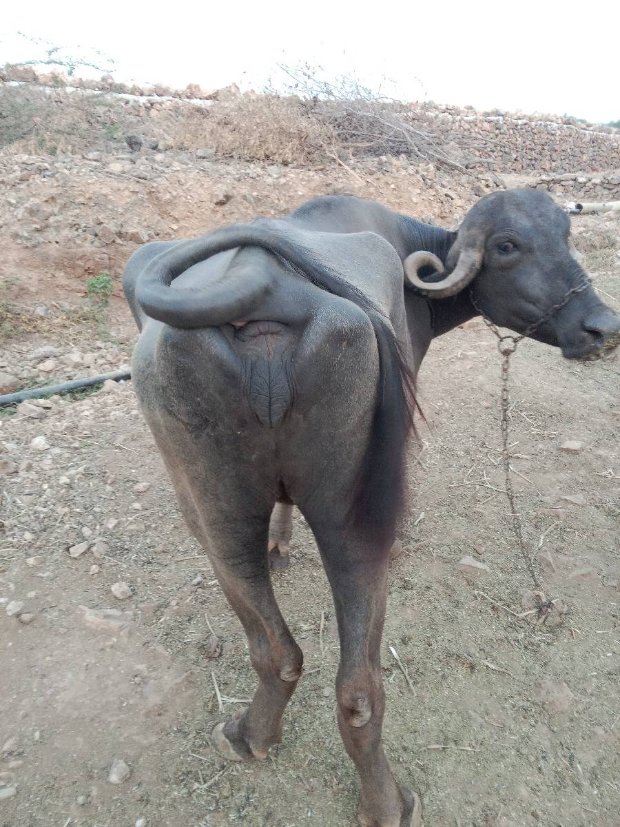 ખડેલુ