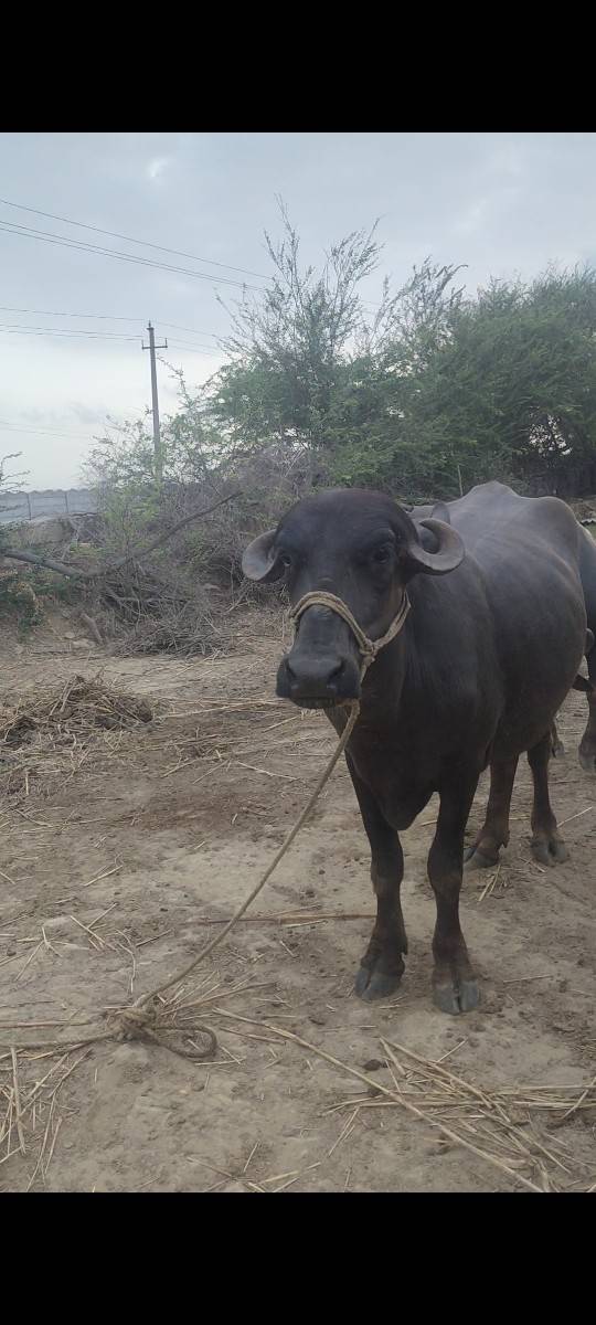 ચાર દાતે છે
