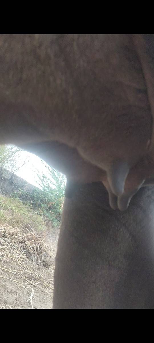 ચાર દાતે છે