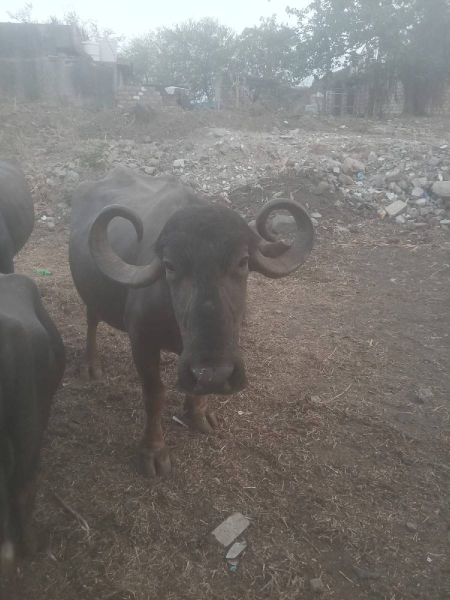 આ 2 ભેંસ વેચવાની છે