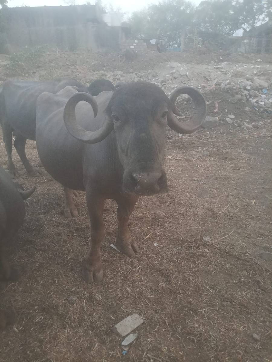 આ 2 ભેંસ વેચવાની છે