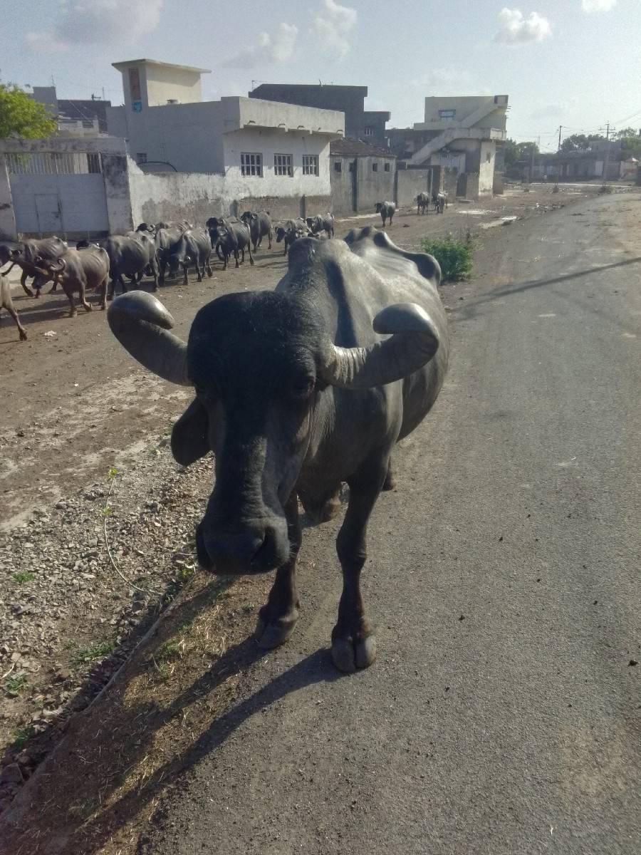 આ 2 ભેંસ વેચવાની છે