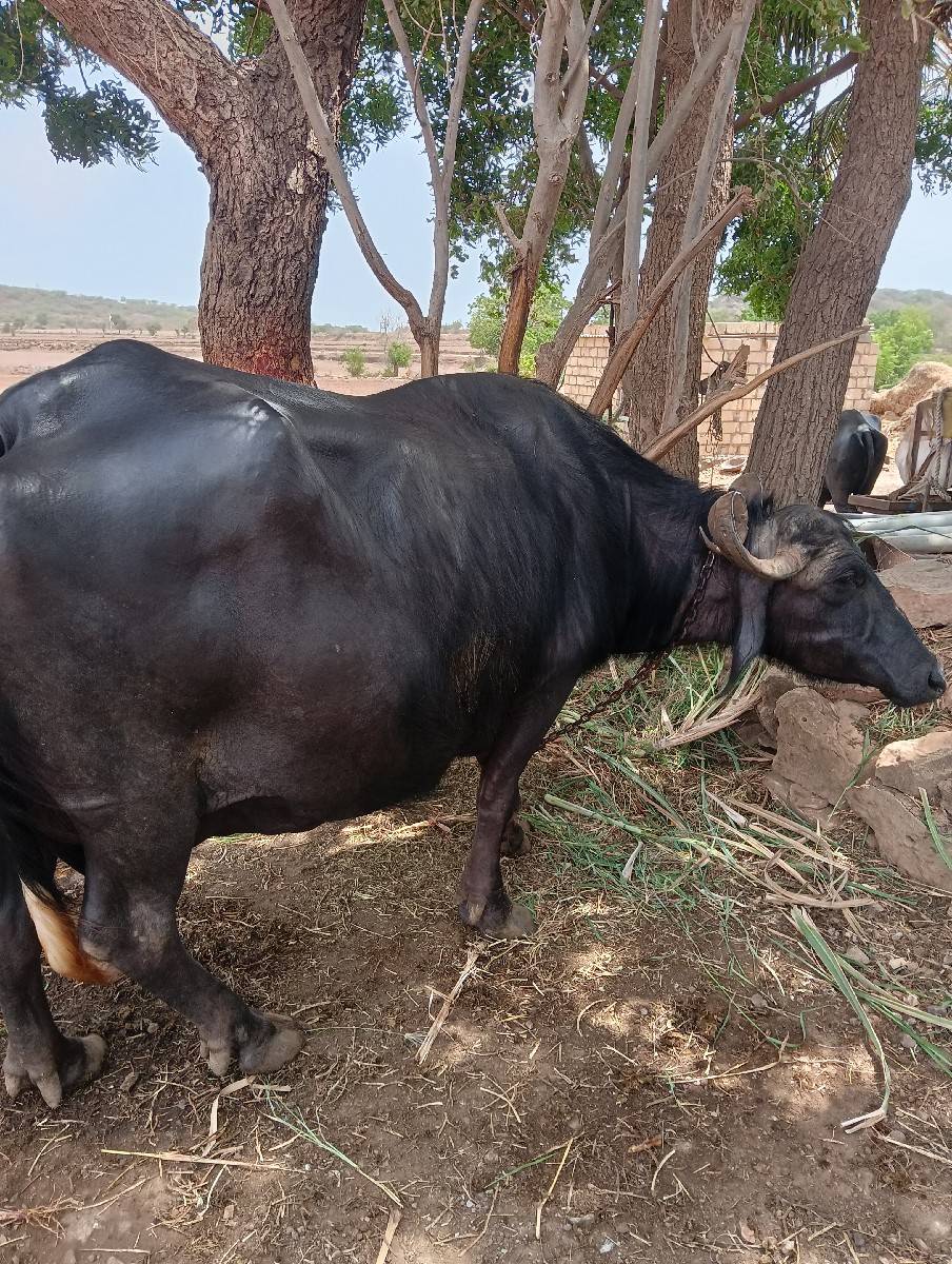 આ ભેશ વેચવા ની છે