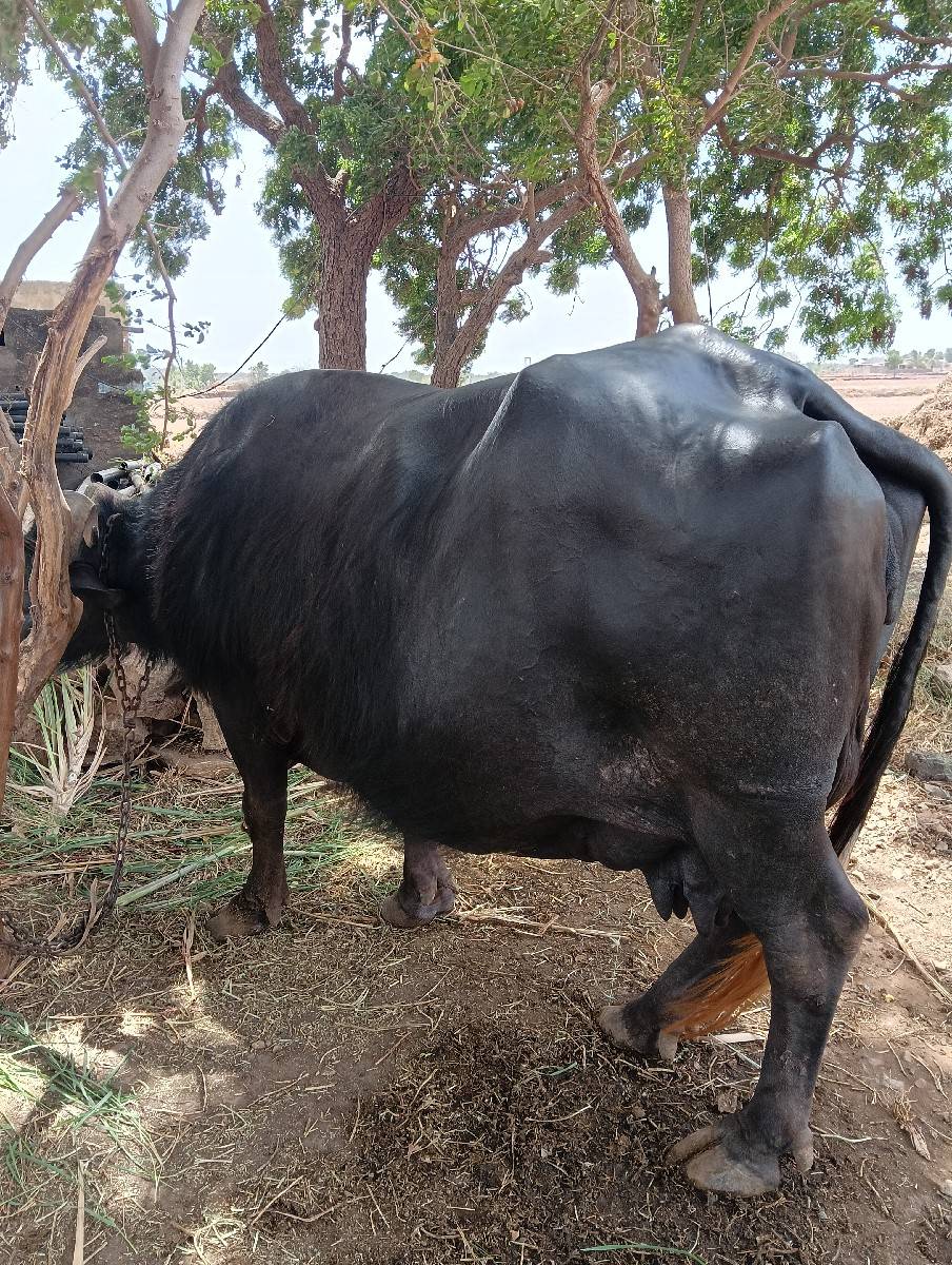 આ ભેશ વેચવા ની છે