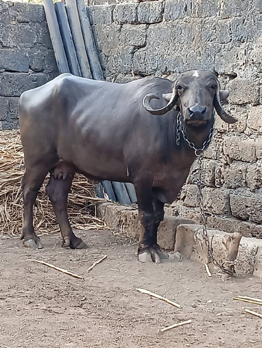 ભેસ વેસવાની છે