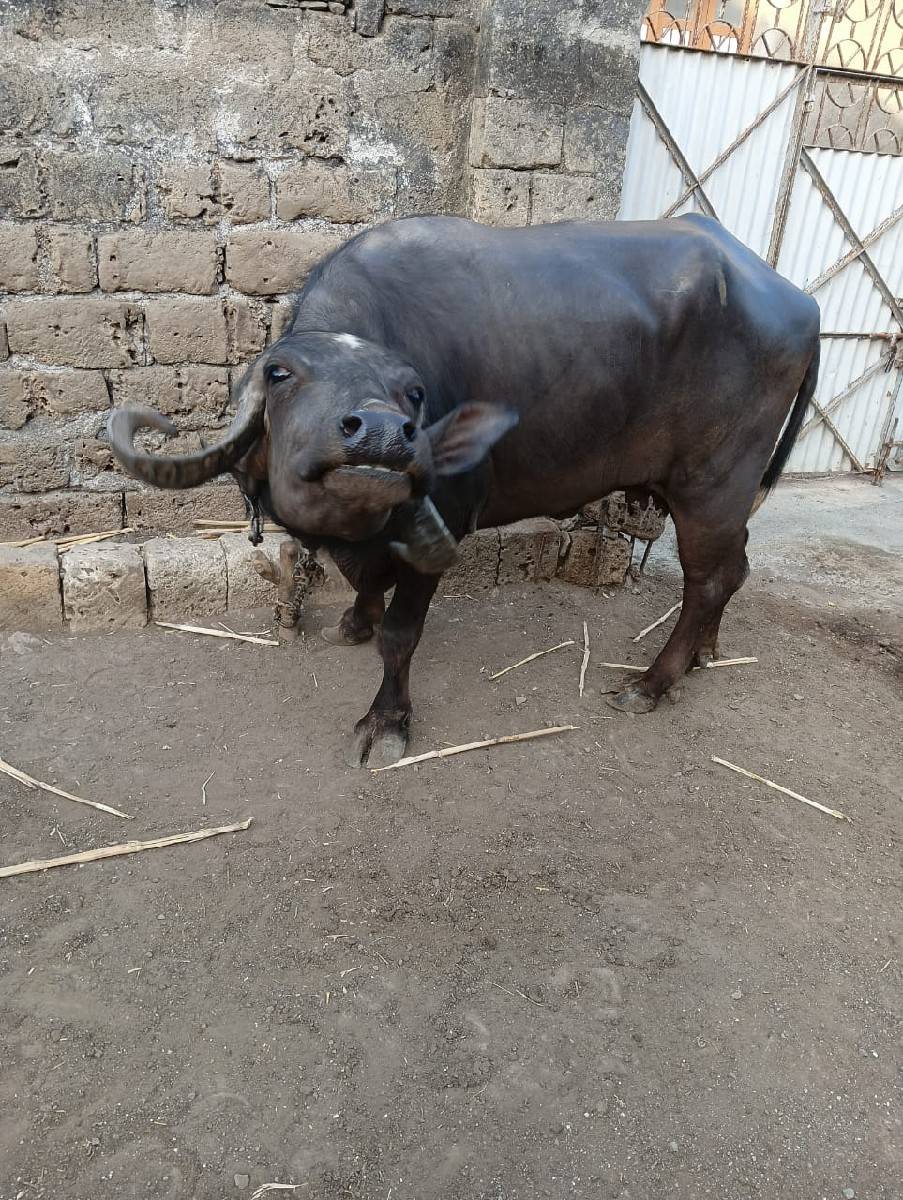 ભેસ વેસવાની છે