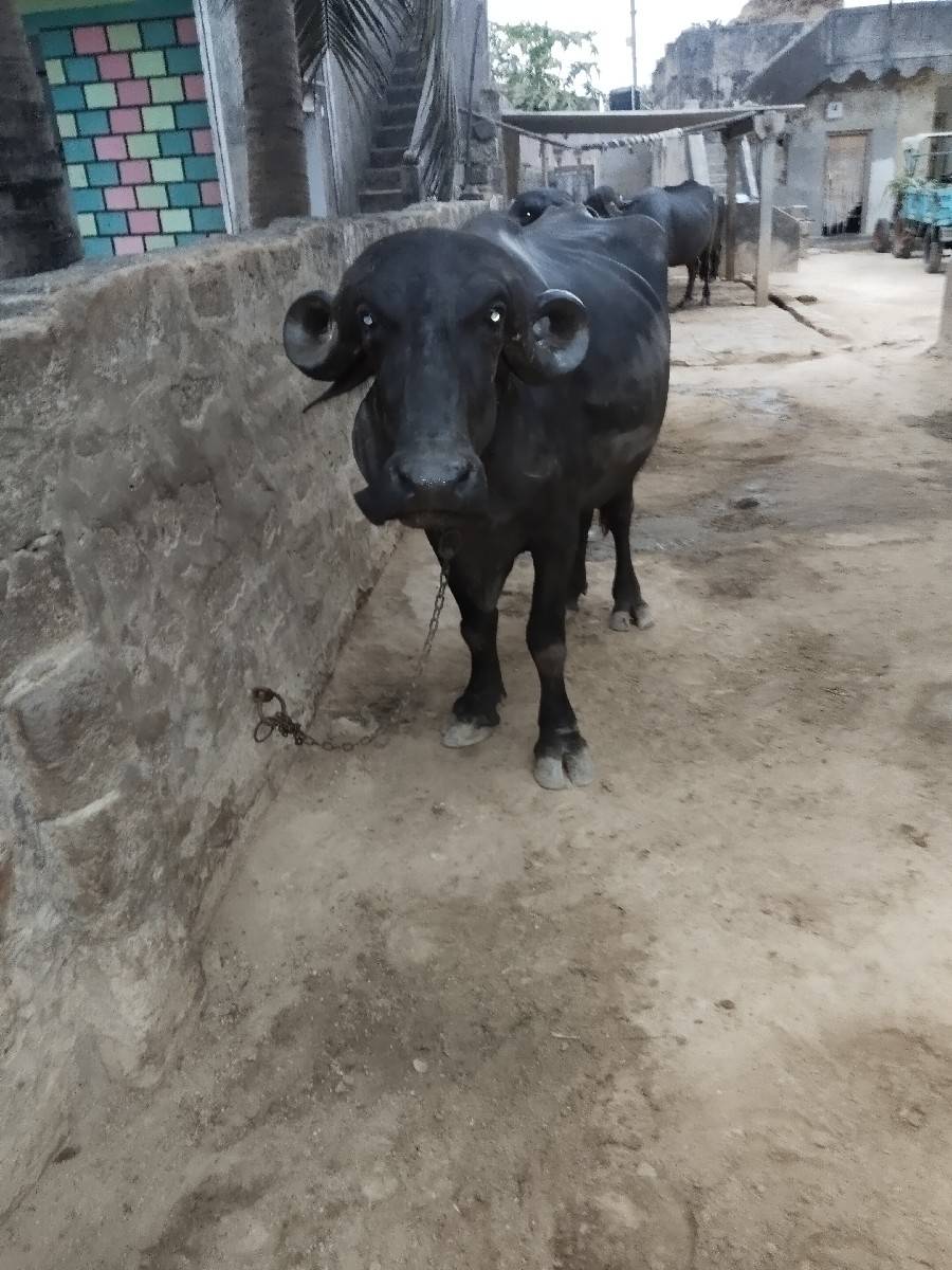 પેલા વેતર ની ખળેલી વેચવાની છે