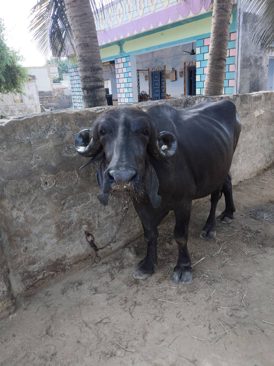 પેલા વેતર ની ખળેલી વેચવાની છે