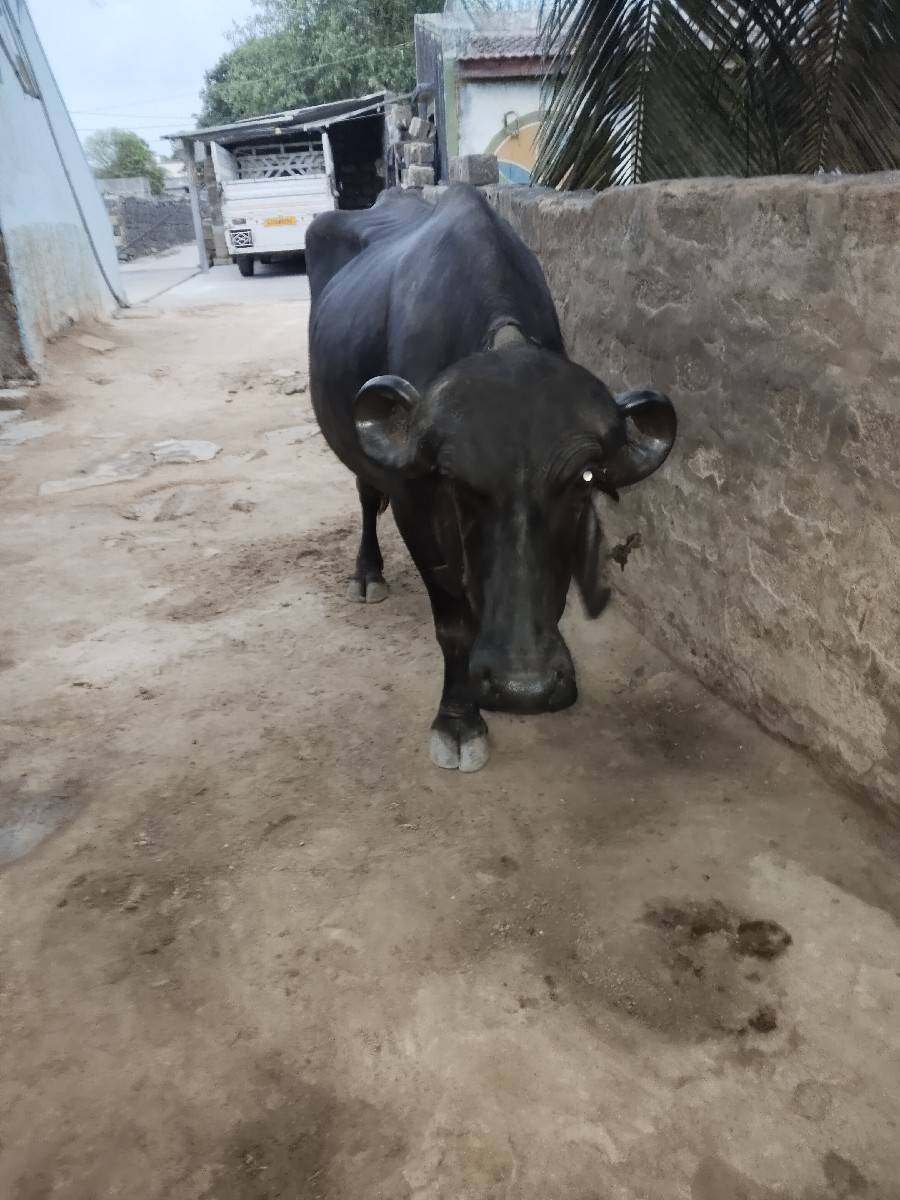 પેલા વેતર ની ખળેલી વેચવાની છે
