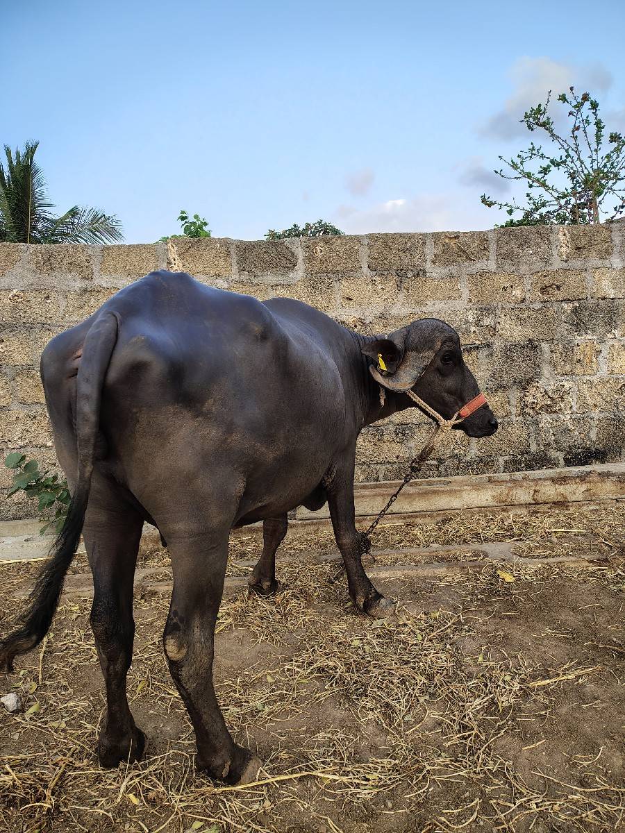ખડેલી વેચવાની છે