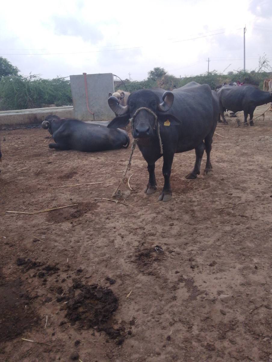 ભેંસ વેચવાની છે ત્રણ