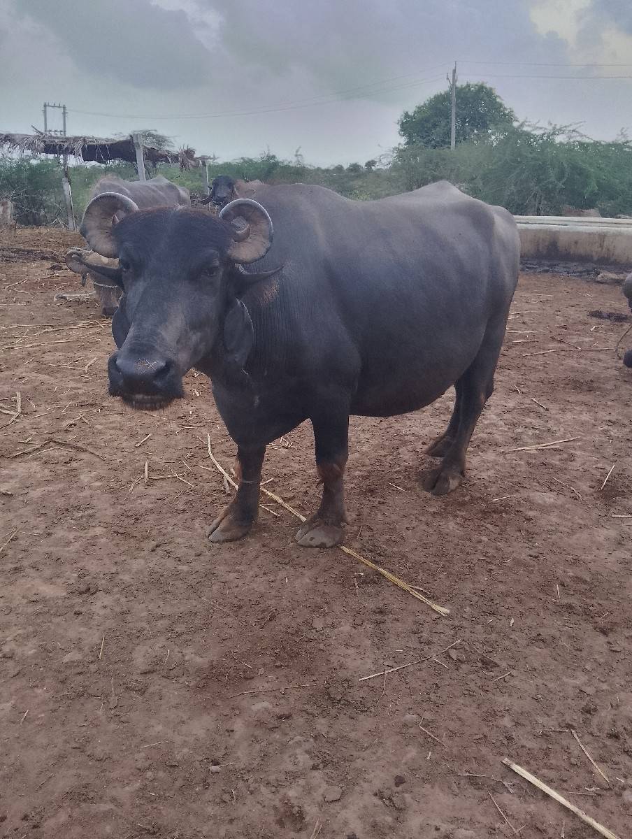 ભેંસ વેચવાની છે ત્રણ