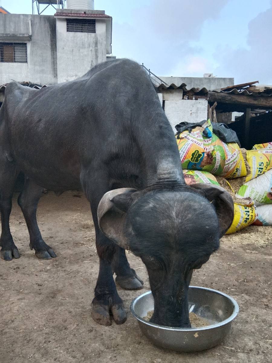 અખંડ ખડેલી વેચવાની છે