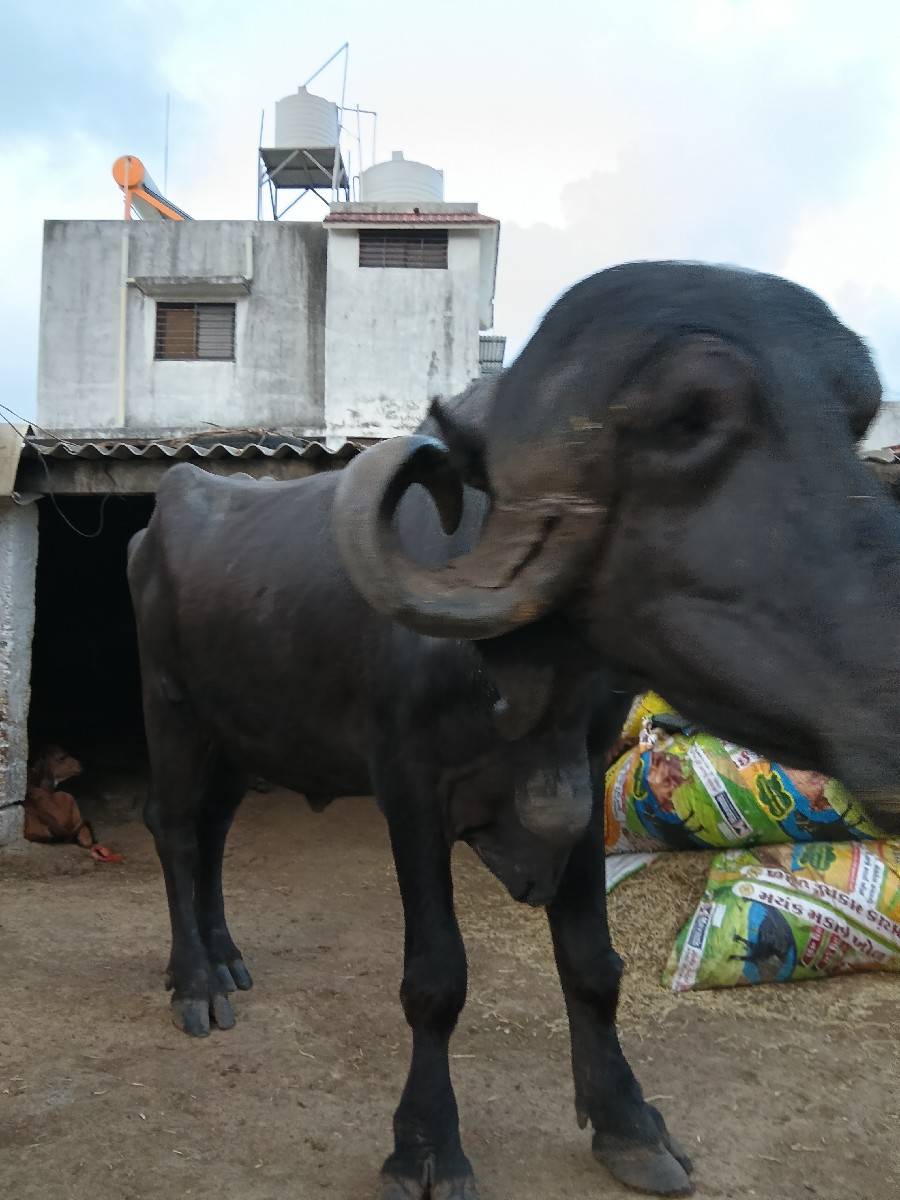 અખંડ ખડેલી વેચવાની છે