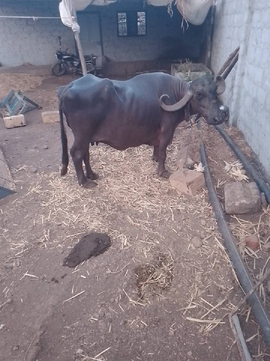 ભેંસ વેચવાની છે