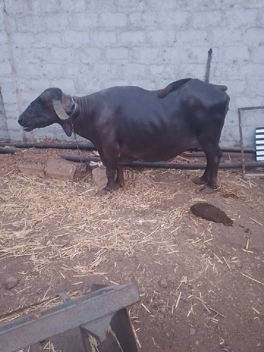 ભેંસ વેચવાની છે