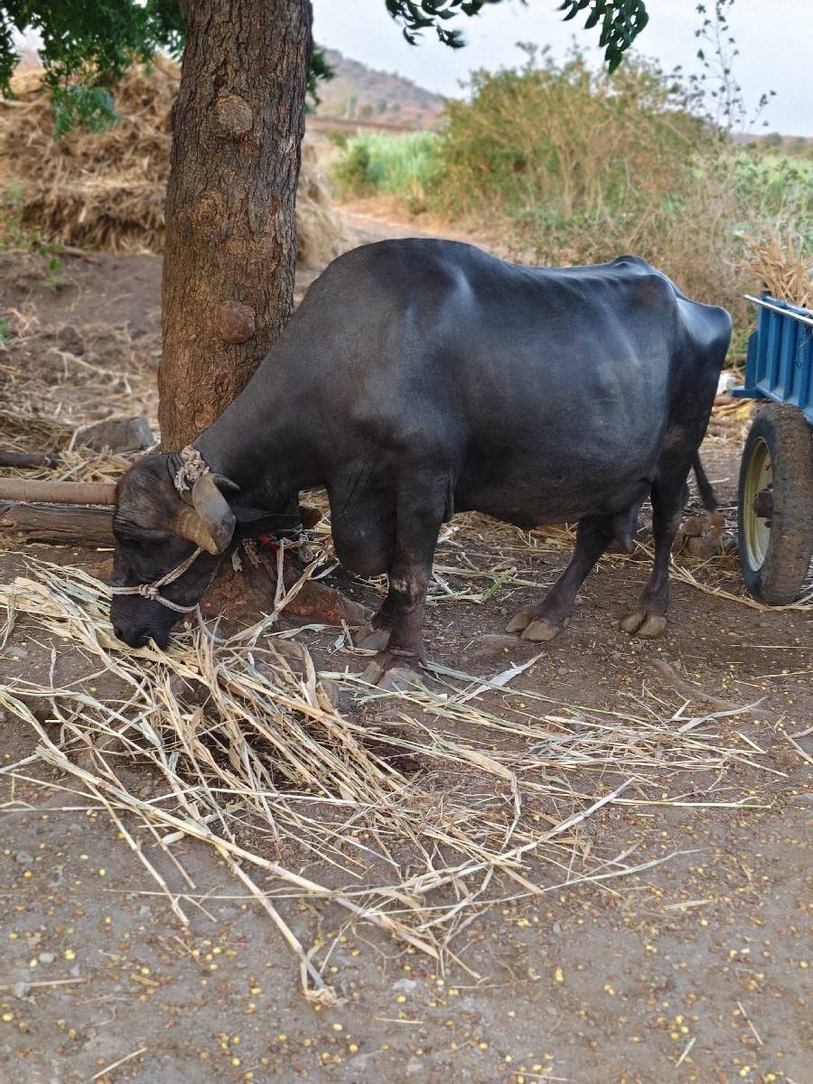 ભેસ વેસવા નીછે