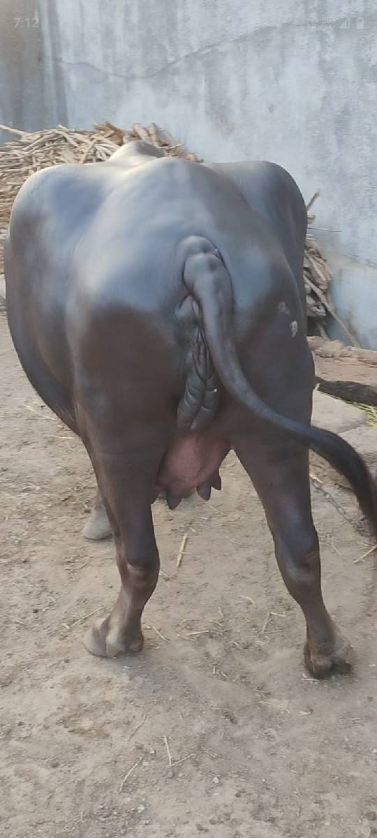 ભેંસ વેચવાની છે